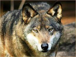 Cacciatore difende il suo cane dall’attacco dei lupi: aggredito e ferito