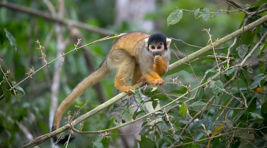 22 Giugno, Rainforest Day: Per Le Foreste Pluviali Passa La Salvezza ...