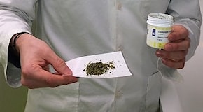 Cannabis di Stato, il primo farmacista che la venderà: Prezzi più bassi di quella olandese