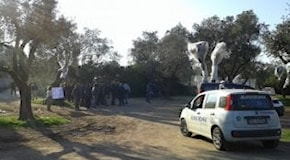 Gasdotto, in Salento stop al trasferimento degli ulivi: Tap e Comune firmano la tregua