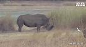 Rinoceronte incastrato: la gomma gli chiude la bocca