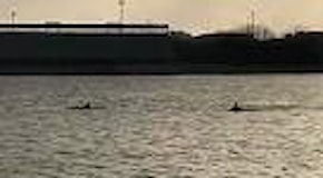 Brindisi, spettacolo a colazione: la danza dei delfini nel porto