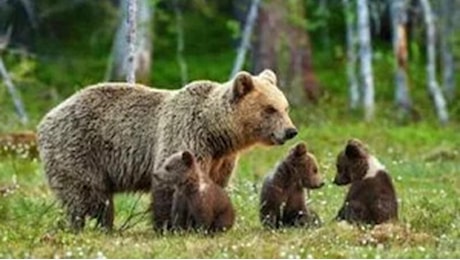 Orsa uccisa in Trentino: “Salviamo i tre cuccioli”