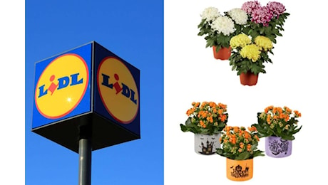 Weekend d’autunno con Lidl: crisantemi e piante in offerta dal 31 ottobre 2024