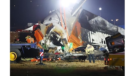 Bird strike, cos'è e perché è pericoloso