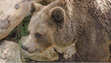 Turista aggredito mentre passeggia da un orso in Trentino e portato in ospedale