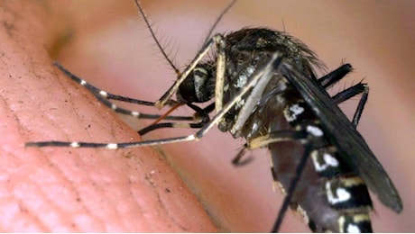 La febbre causata da moscerini e zanzare: come riconoscerla e cosa fare