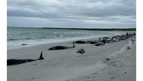 Scozia, 77 balene arenate in spiaggia su isola Sanday. È il peggior caso del secolo. VIDEO