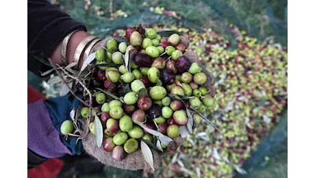 Niente mosca olearia, qualità ottima