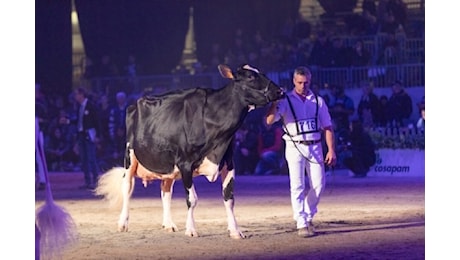 EVENTO - Fiere Zootecniche Internazionali di Cremona al via giovedì