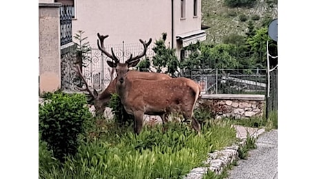 Abruzzo, salvi (per ora) i cervi a rischio abbattimento: il Consiglio di Stato sospende la delibera