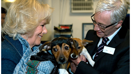 Addio a Beth, la cagnolina che la regina Camilla salvò e adottò