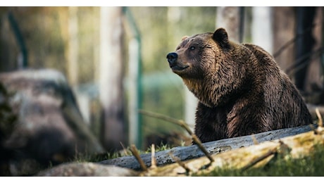 “Mi ha spinto a terra come per dirmi ‘stai qui. Spero non lo abbattano”, così il fungaiolo aggredito difende l’orso