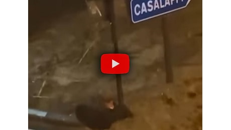 Meteo: Livorno, alluvione lampo a Campiglia Marittima, un uomo travolto dall'acqua; il Video