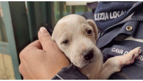 Getta due cagnolini in un torrente, passante si getta in acqua ma ne salva solo uno. Poi denuncia: «Ora rischia il carcere»