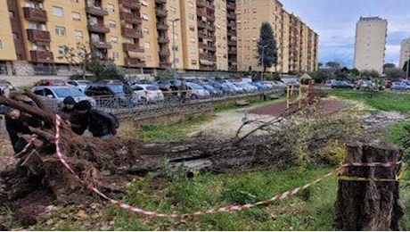 Francesca Ianni, la mamma morta schiacciata da un albero davanti ai figli