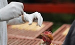 Influenza aviaria AH5N1 negli Stati Uniti, una minaccia latente