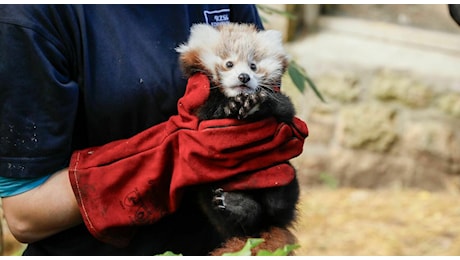 Roxie, cucciola di panda rossa morta a 3 mesi per lo stress da fuochi d'artificio durante la Bonfire Night