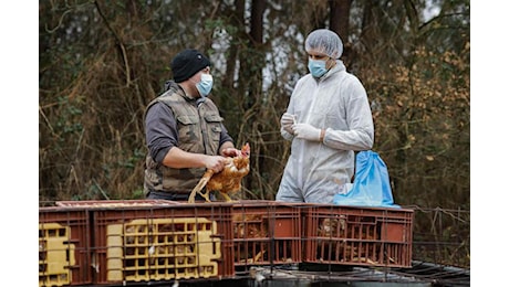 Aviaria, in Usa primo caso umano senza contatto con animali