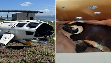 Pinguino scappa ed entra nella cabina di pilotaggio, si schianta un elicottero: l'incredibile report dall’aviazione sudafricana