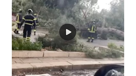 Maltempo a Palermo, alberi caduti in via Lanza di Scalea VIDEO