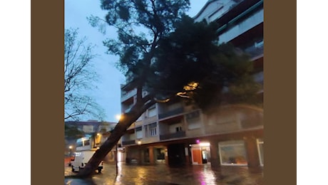 Paura a Falconara Marittima: Il forte vento piega un albero che si appoggia su un palazzo