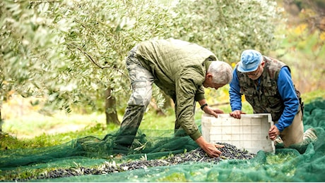 Festa nei frantoi, la Campania torna a produrre olio