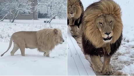 Sudafrica, l'intensa nevicata sorprende anche i leoni e le leonesse