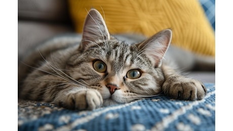 Viaggiare in aereo con animali domestici ora è più semplice: ecco le nuove regole dell’Enac
