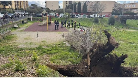 Tragedia a Roma: albero crolla in un parco, una donna perde la vita