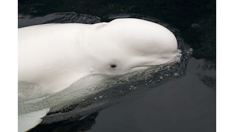 Hvaldimir, il beluga considerato una spia russa, è stato trovato morto in Norvegia