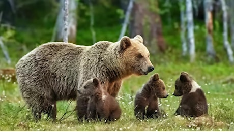 Uccisa l’orsa Kj1, animalisti in rivolta. Anche il ministro contro la Provincia: L’abbattimento non è la soluzione