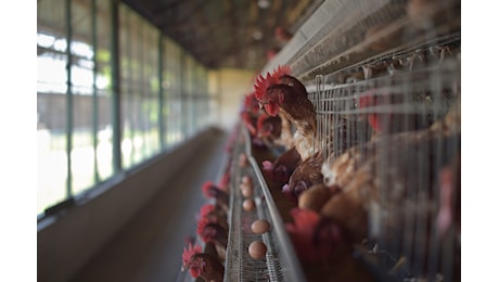 Influenza aviaria da virus A(H5N1): perché non dobbiamo sottovalutarla
