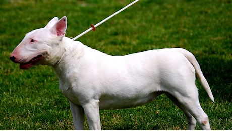 Bull terrier di famiglia azzanna una bambina di 11 anni