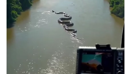 Anaconda gigante nel Rio delle Amazzoni: fake o realtà?