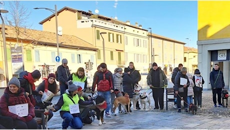 Niente petardi a Capodanno. L’iniziativa a difesa degli animali