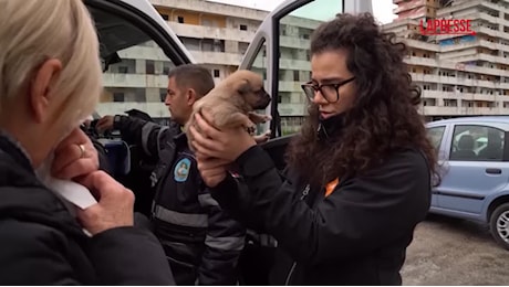 VIDEO Scampia, LAV salva cani e gatti dallo sgombero delle Vele