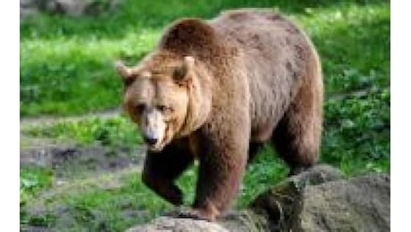 Trentino, appello fungaiolo aggredito da un orso: Non abbattetelo