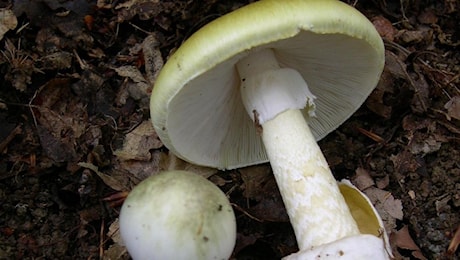 Gli regalano funghi, li mangia e muore: tragedia Borghetto Lodigiano