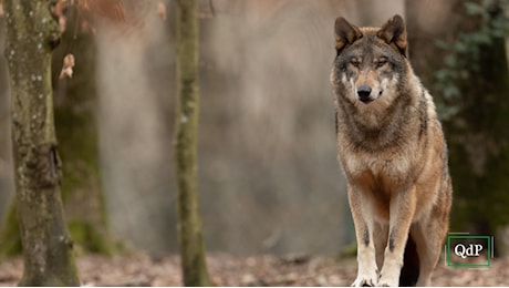 Ridotta la protezione per il lupo. Calligaro (Provincia): Primo passo per tutelare la zootecnia di montagna