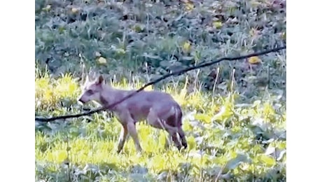 La lupa che ha morso un bimbo a Roma trasferita nel Parco Nazionale d’Abruzzo – Il video