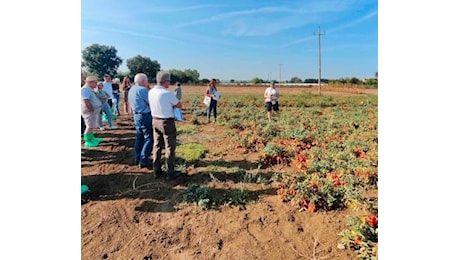 L’Università degli Studi di Perugia protagonista in Europa con il progetto SafeH2OFarm