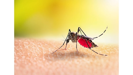 Dengue, focolaio nelle Marche. I sintomi a cui prestare attenzione