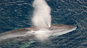Il governo islandese ha autorizzato la caccia a 128 balenottere comuni