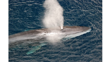 Il governo islandese ha autorizzato la caccia a 128 balenottere comuni