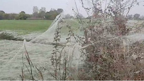 Ragnatele giganti dopo l'alluvione: c'è un'invasione in Emilia-Romagna?