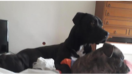 Vercelli, il pitbull Nerone azzanna di nuovo: educatrice ferita alle gambe sottoposta a intervento chirurgico