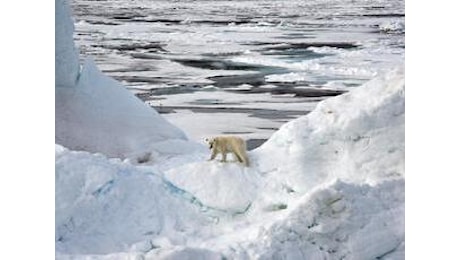 Virus giganti trovati per la prima volta nei ghiacci dell'Artico