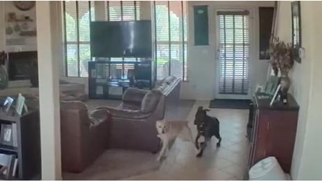 San Diego: i cani nell’appartamento corrono terrorizzati durante il terremoto di magnitudo 5,2