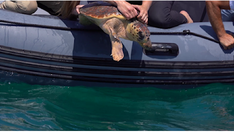 La tartaruga marina Tina torna in libertà accompagnata dal cane Paco e da «Goletta Verde» di Legambiente